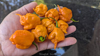 Douglah Inception - Pepper Seeds - White Hot Peppers